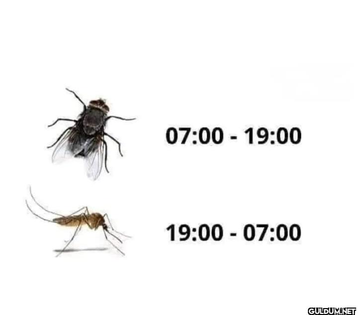 Vardiyalı çalışıyorlar   ...