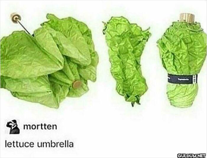 mortten lettuce umbrella