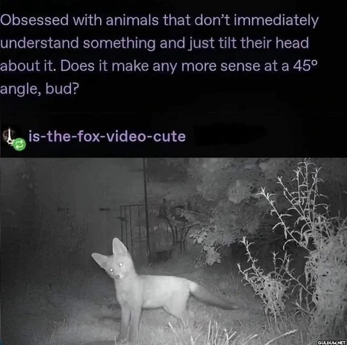 Obsessed with animals that...