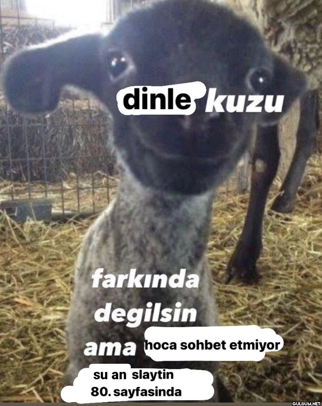 dinle kuzu farkında...