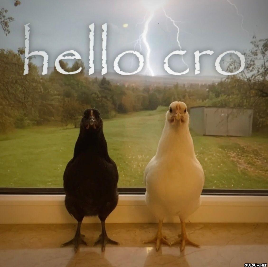 hello cro
