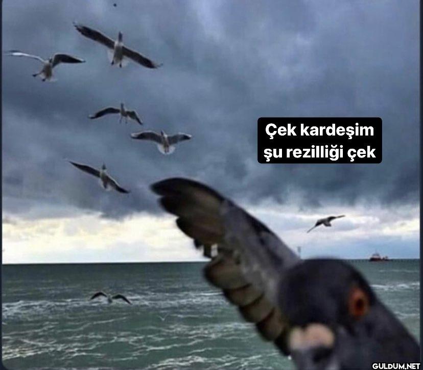Çek kardeşim şu rezilliği çek