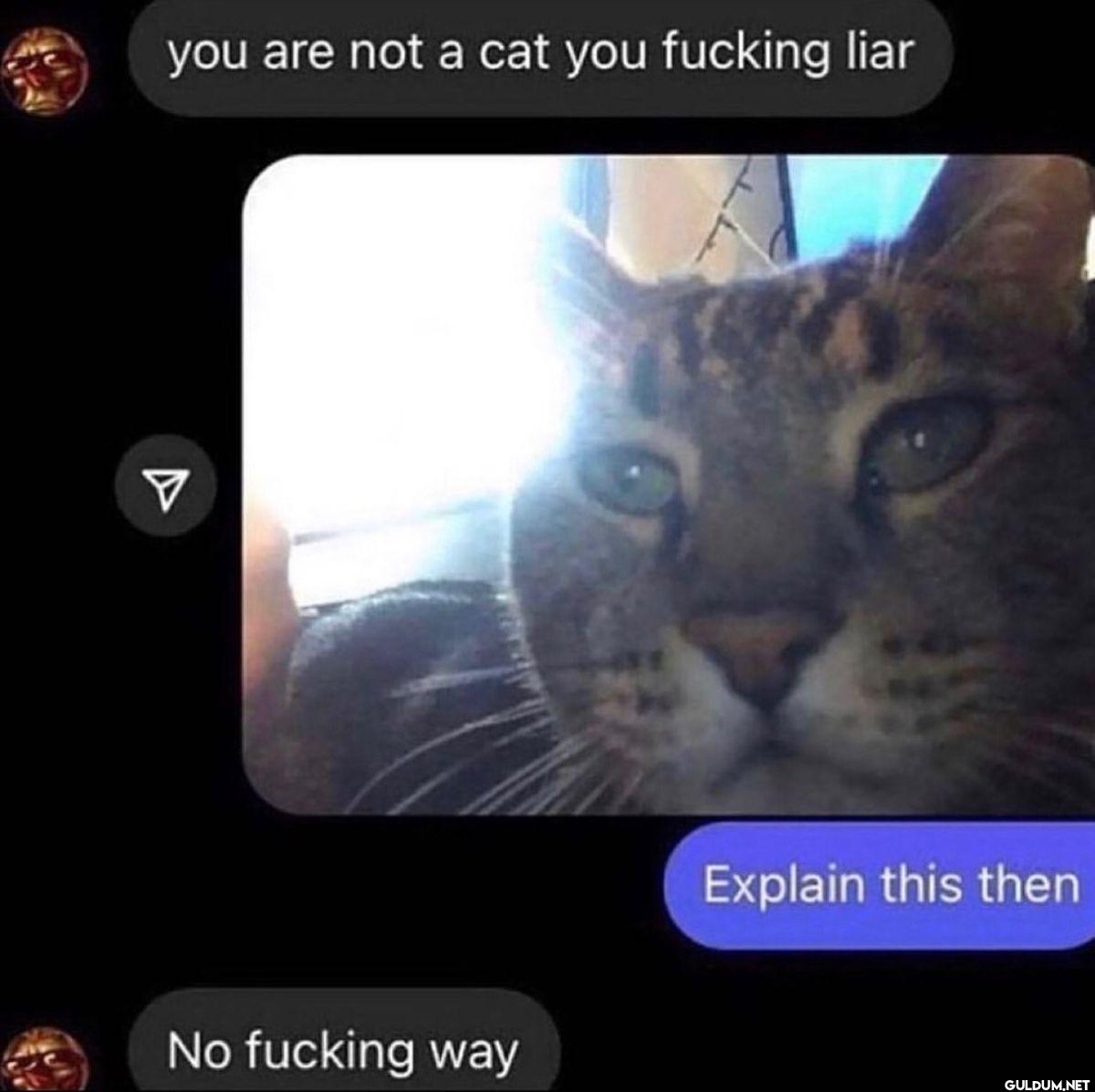you are not a cat you...