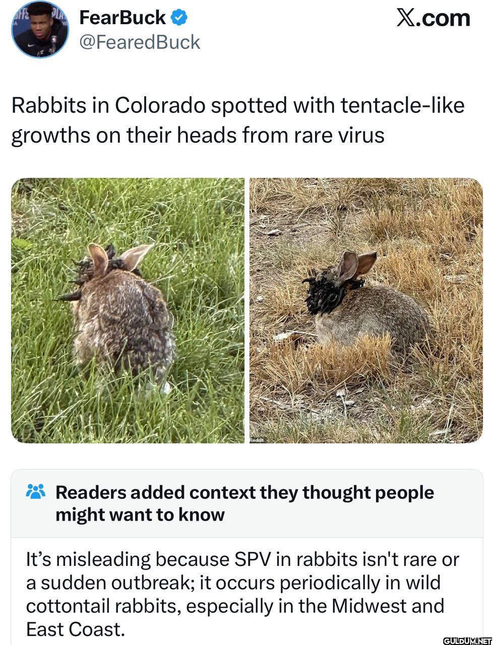 Buck X.com Rabbits in...