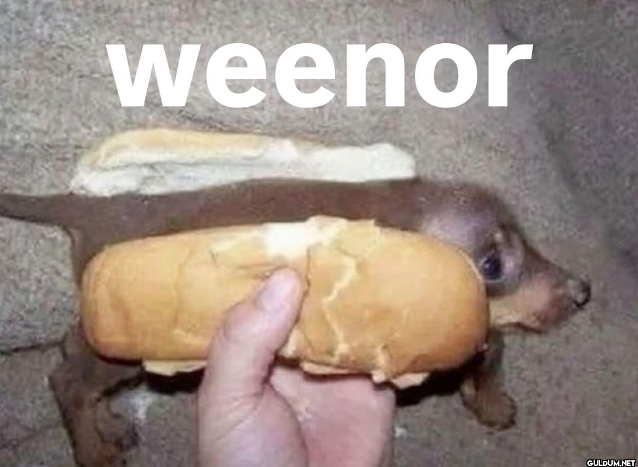weenor