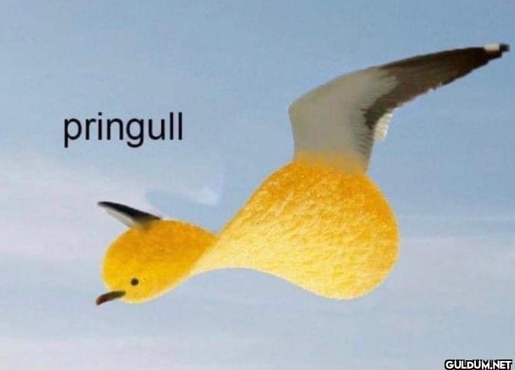 ︎ ︎ ︎ ︎ ︎ ︎ ︎    pringull