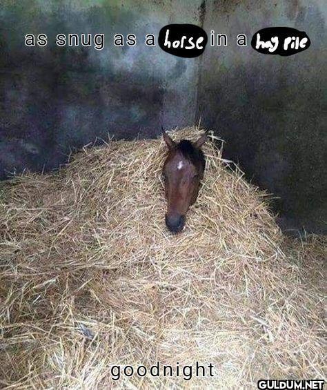 as snug as a horse in a...