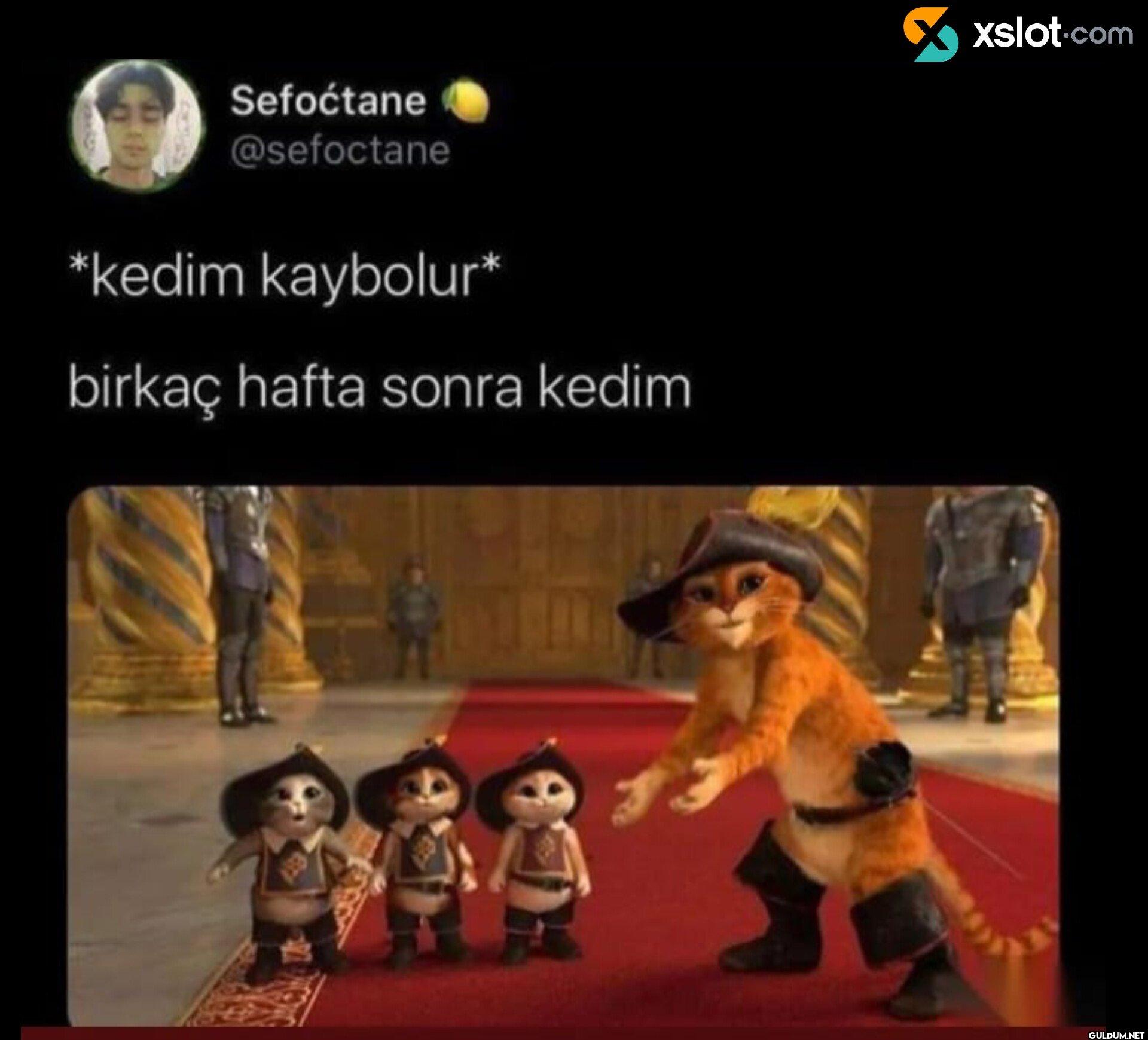 *kedim kaybolur* birkaç...