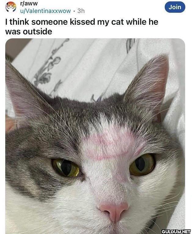 Join r/aww...