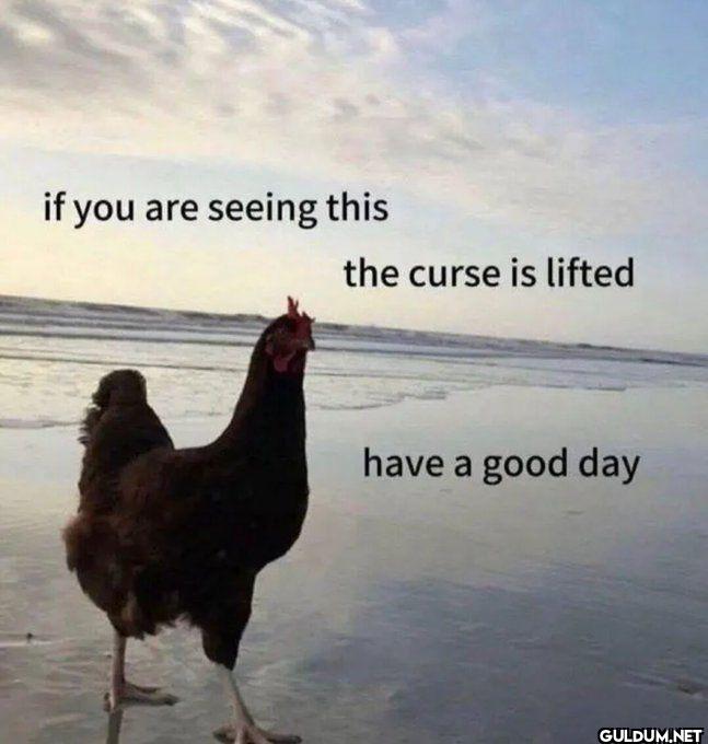 if you are seeing this the...