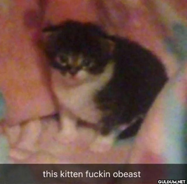 this kitten fuckin obeast