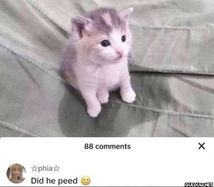 88 comments phia Did he peed