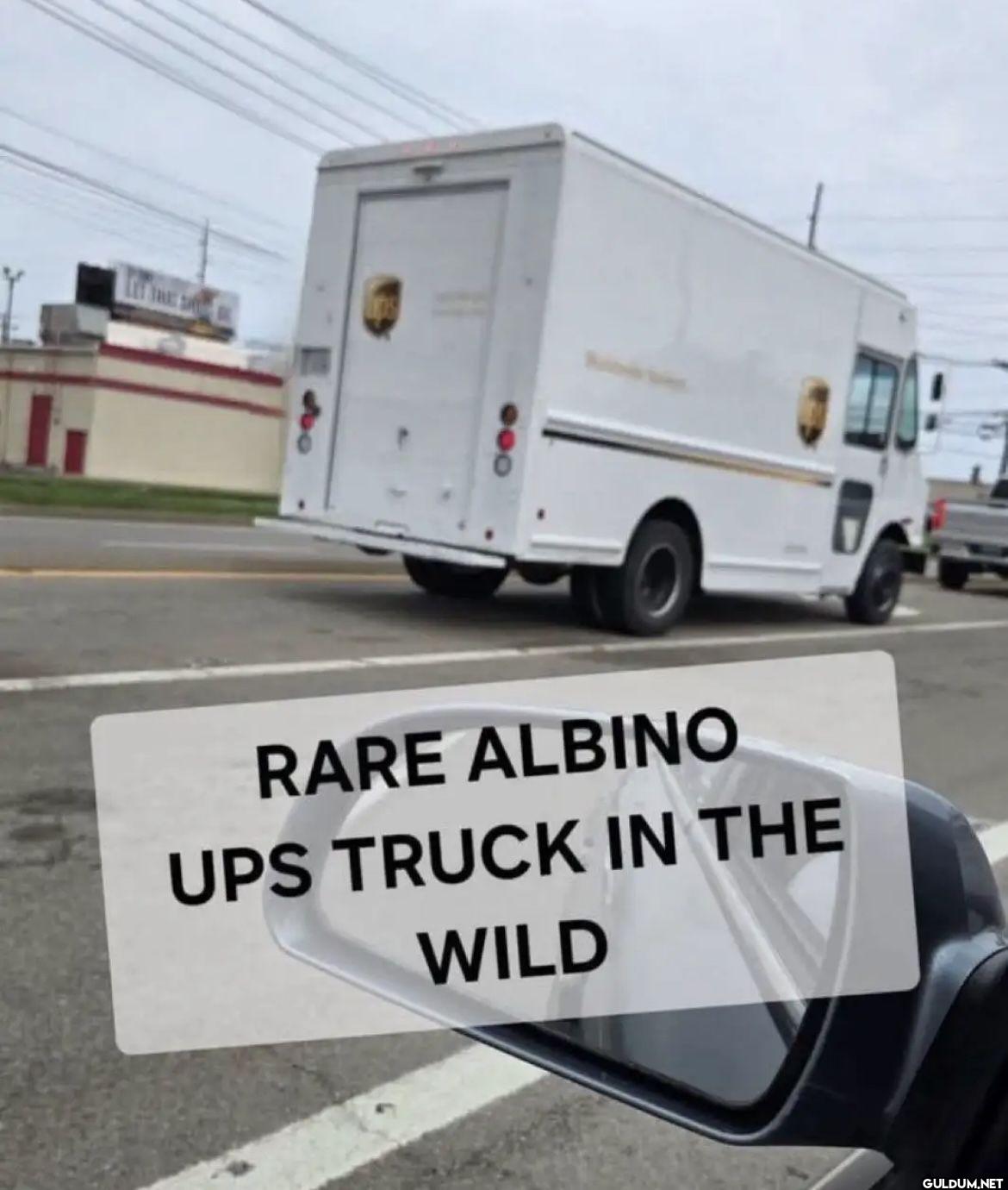 RARE ALBINO UPS TRUCK IN THE WILD