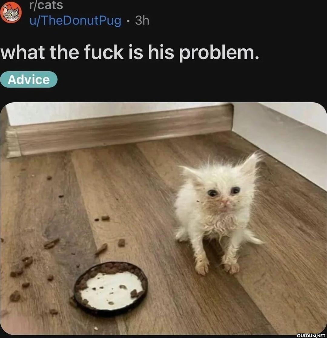 u TheDonutPug 3h what the...