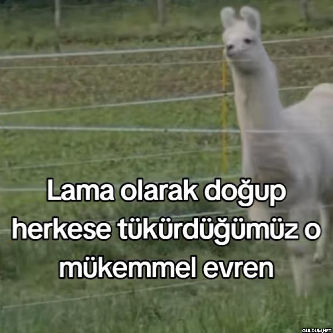 Lama olarak doğup herkese...