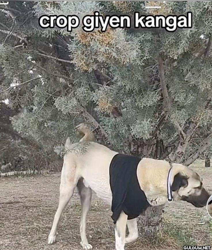 crop giyen kangal