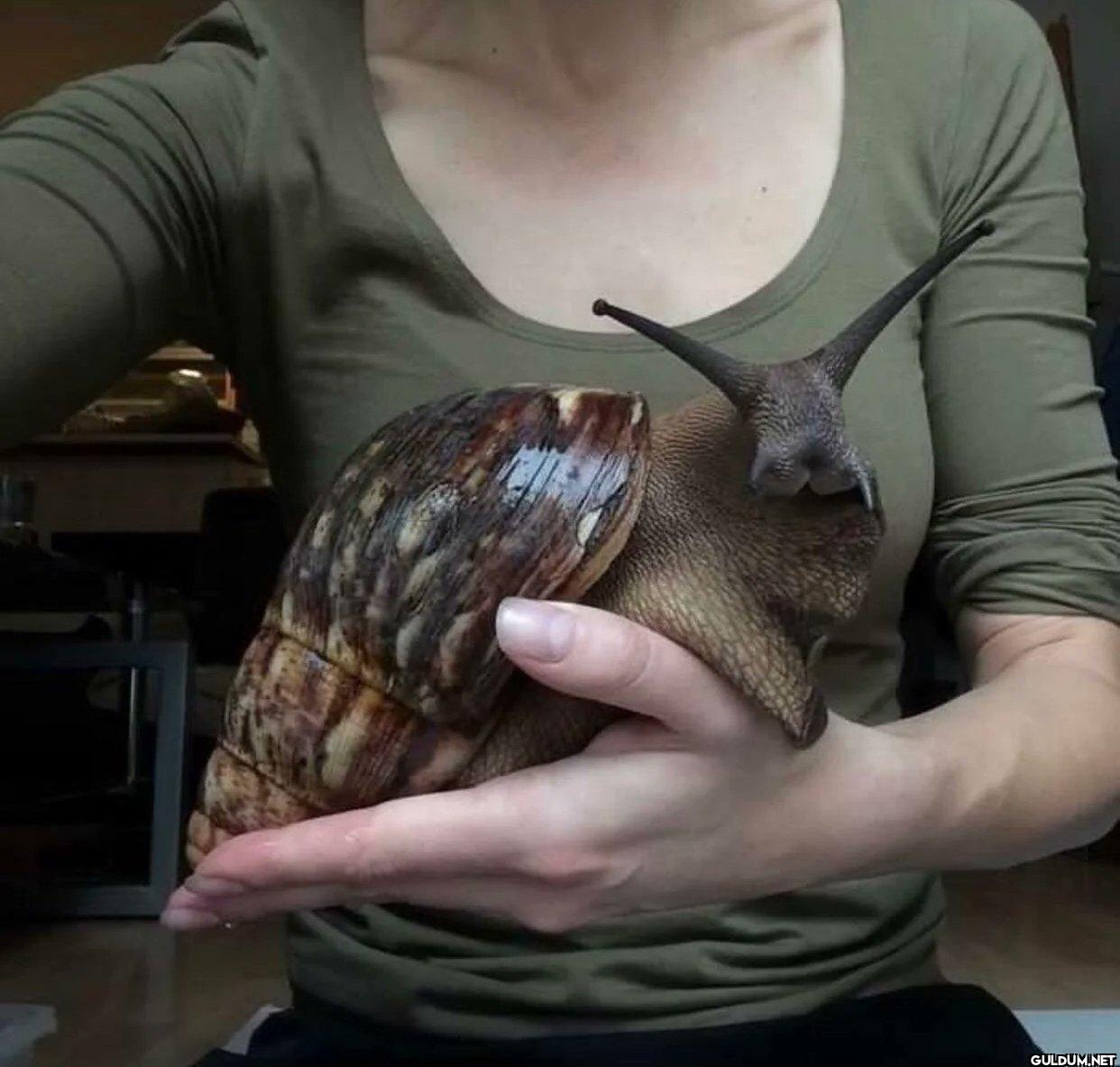 15. The African Land Snail