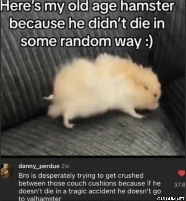Here's my old age hamster...