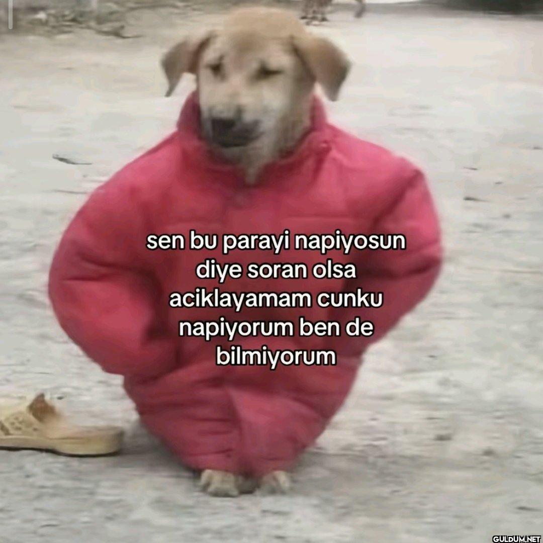 sen bu parayi napiyosun...