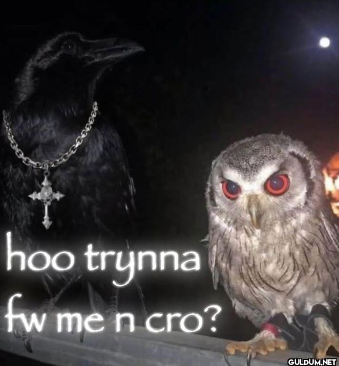 hoo trynna fw me n cro?