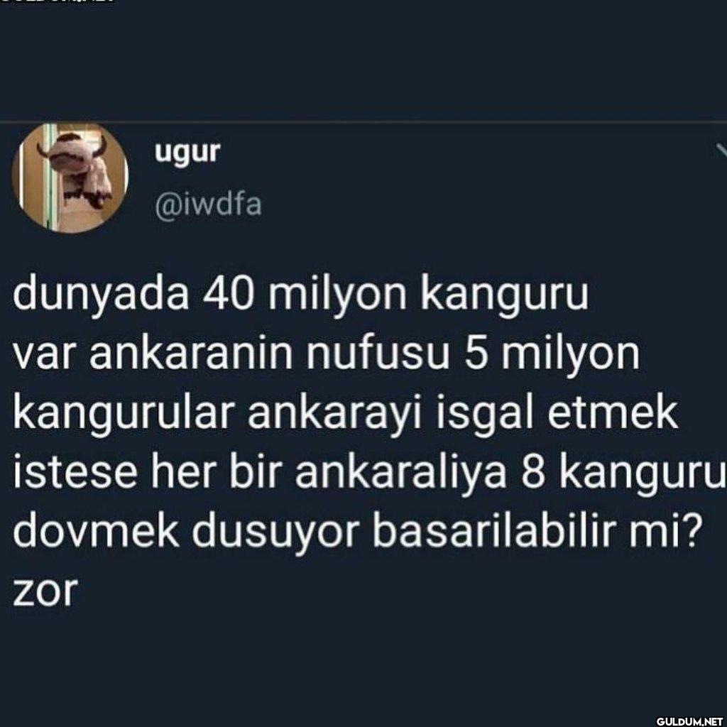 dunyada 40 milyon kanguru...