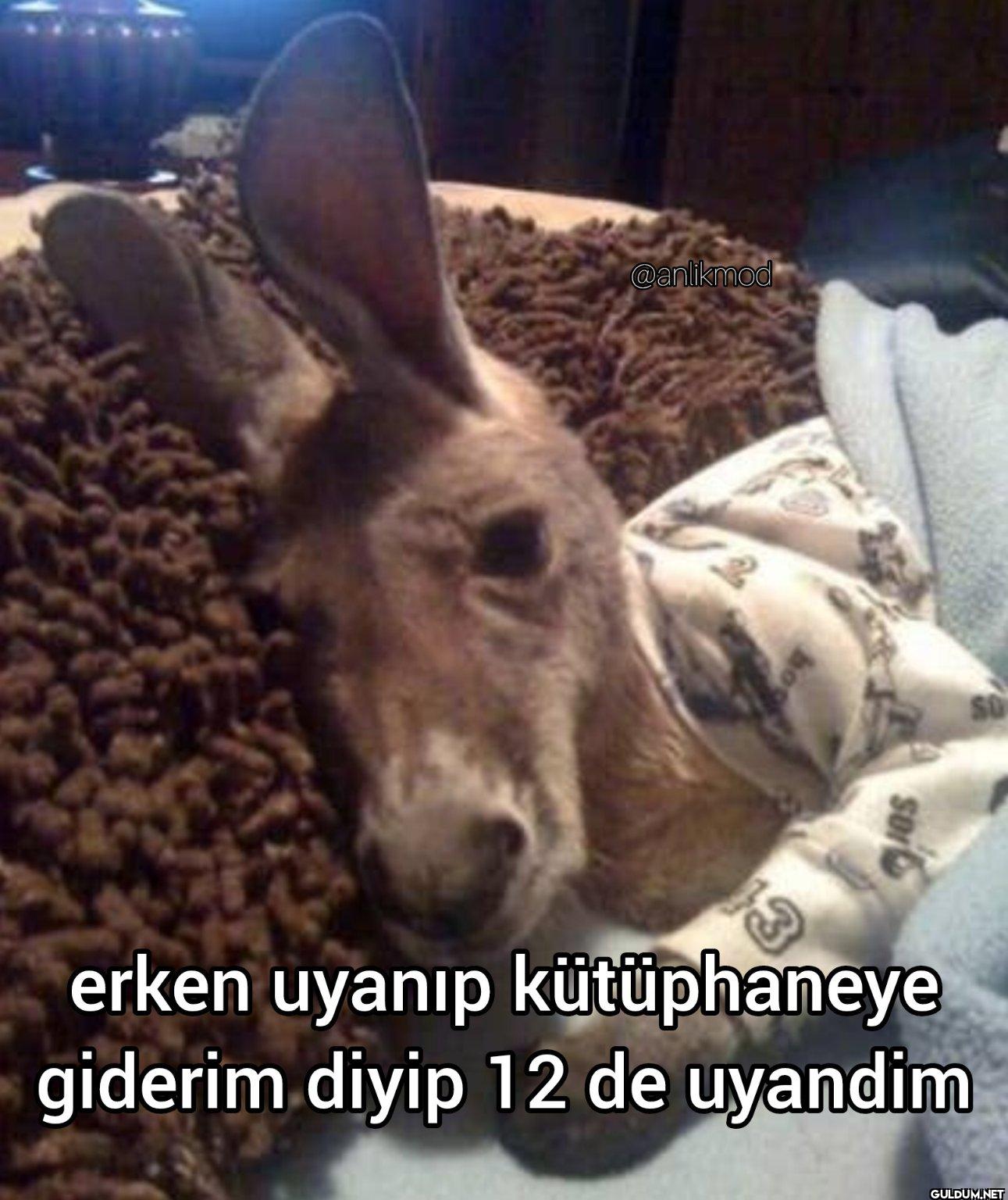 erken uyanıp kütüphaneye...