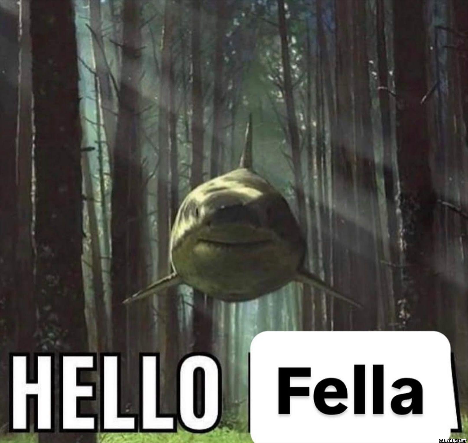 HELLO Fella