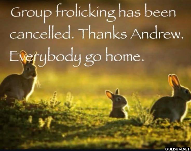 Group frolicking has been...