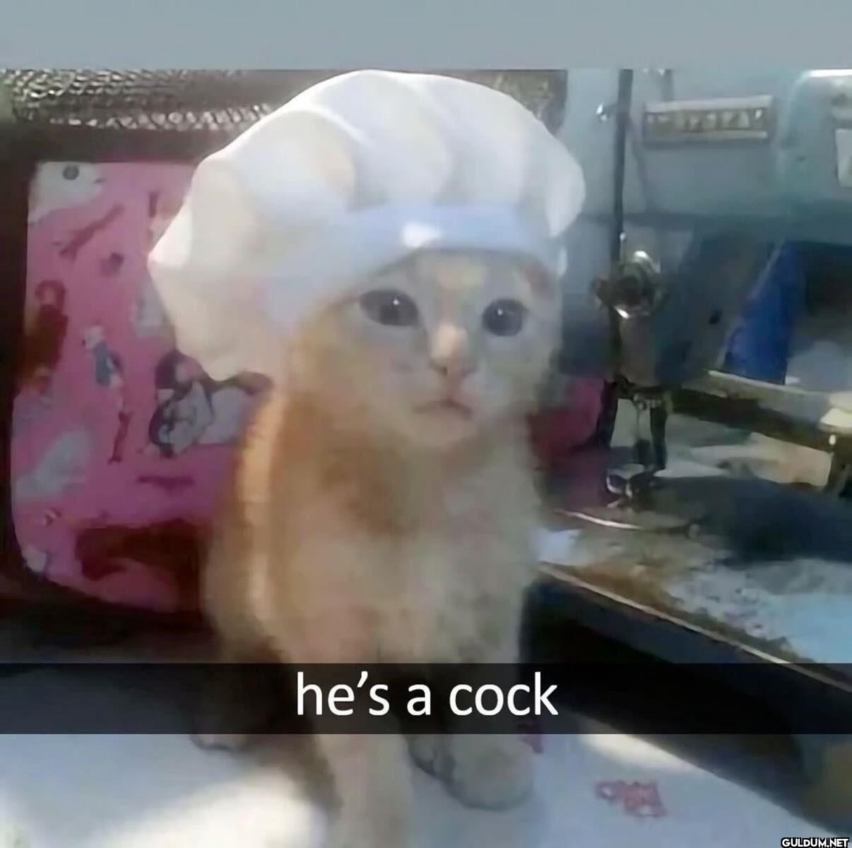 he's a cock CREA