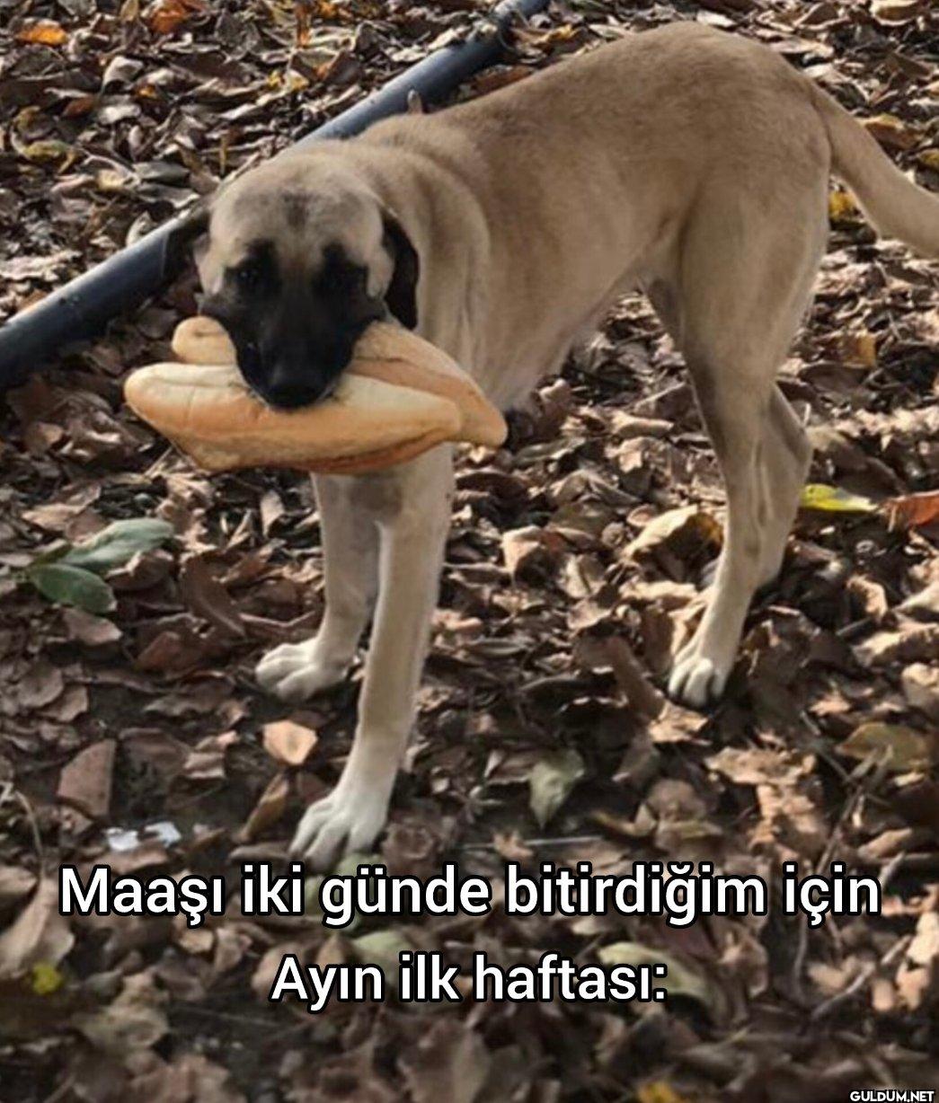 Maaşı iki günde bitirdiğim...