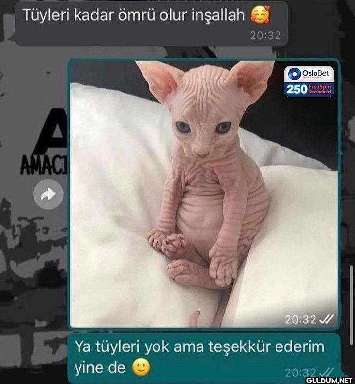 Tüyleri kadar ömrü olur...