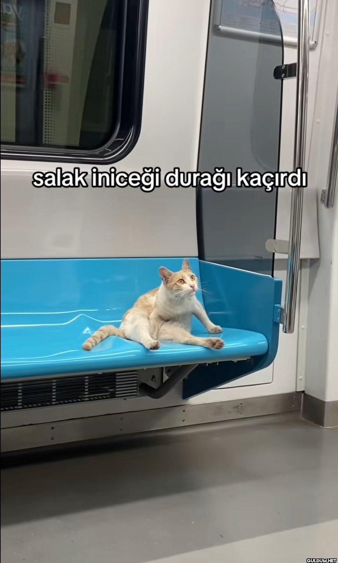 LOV salak iniceği durağı kaçırdı