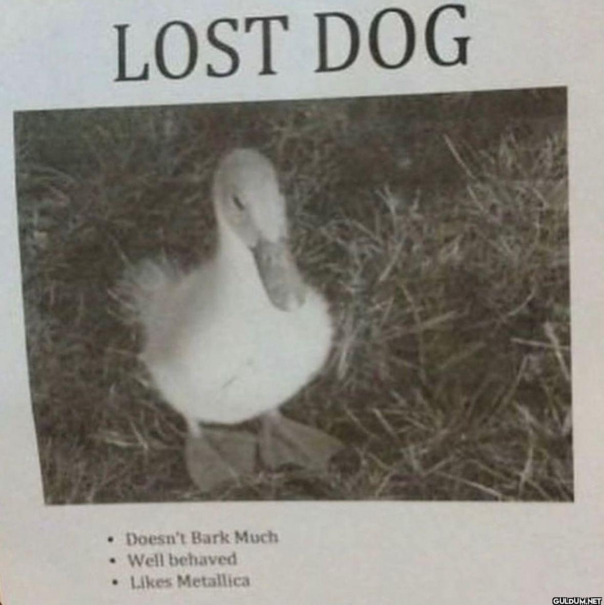 • LOST DOG Doesn't Bark...