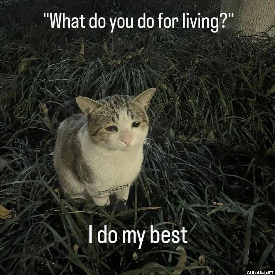 "What do you do for...