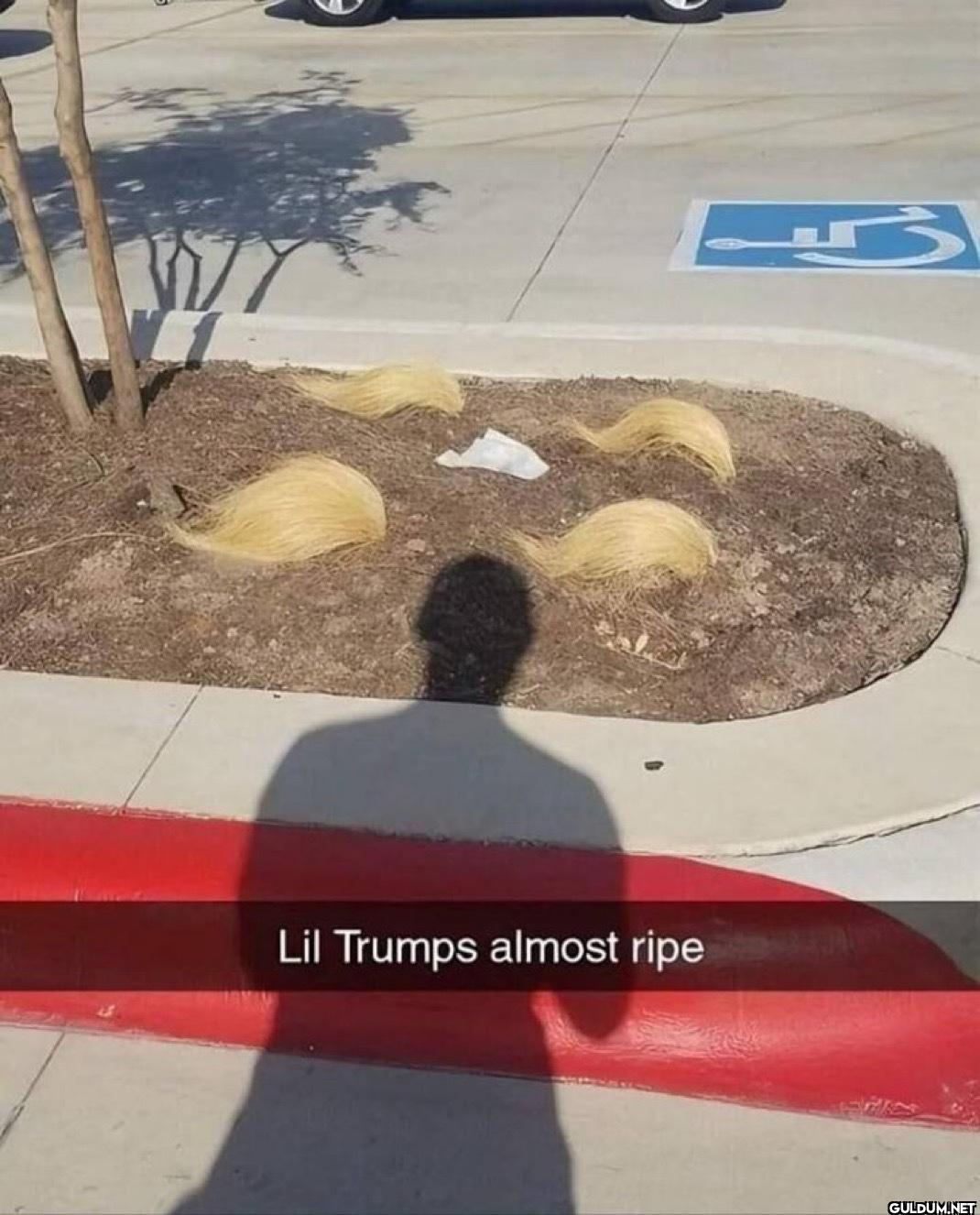 WY Lil Trumps almost ripe
