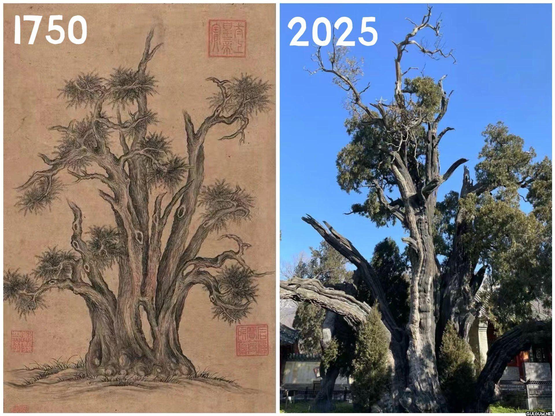 275 years apart, a...