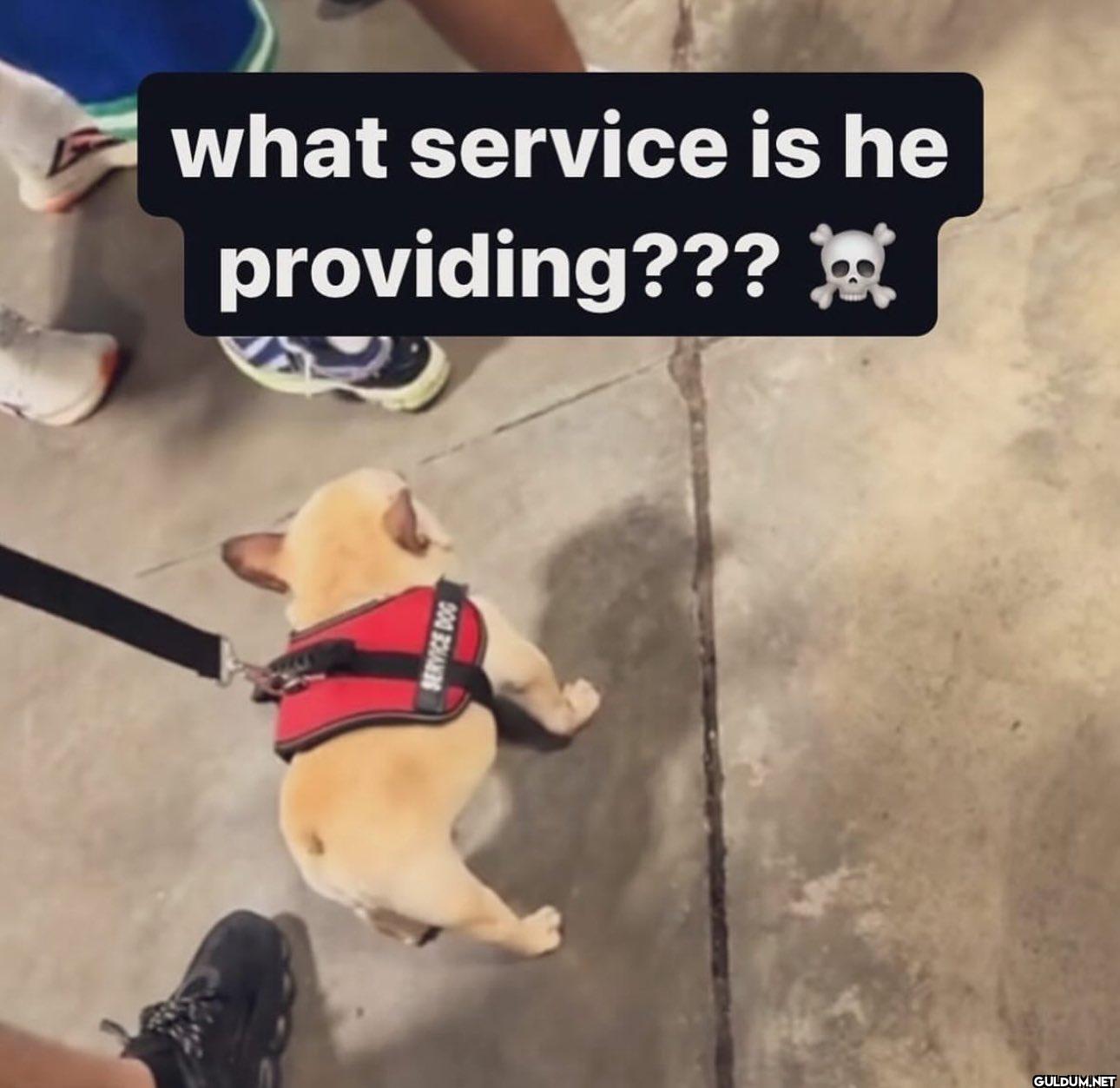 what service is he...