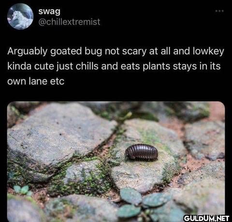 Arguably goated bug not...
