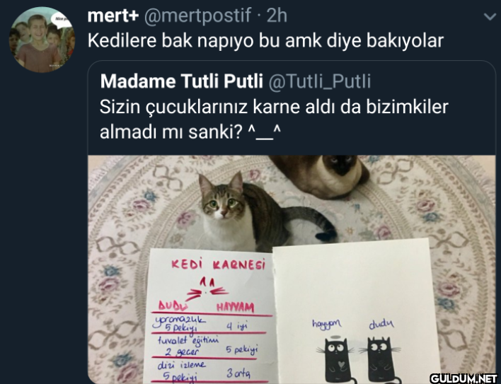 · 2h Kedilere bak napıyo...