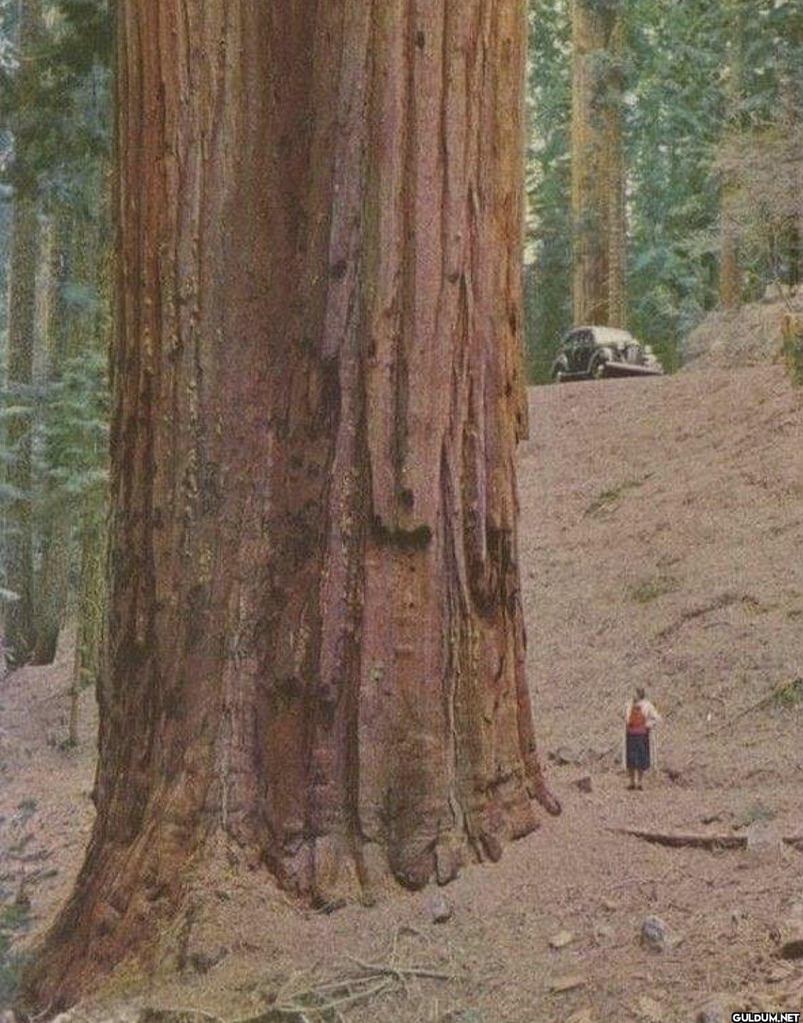 10. A woman dwarfed by the...