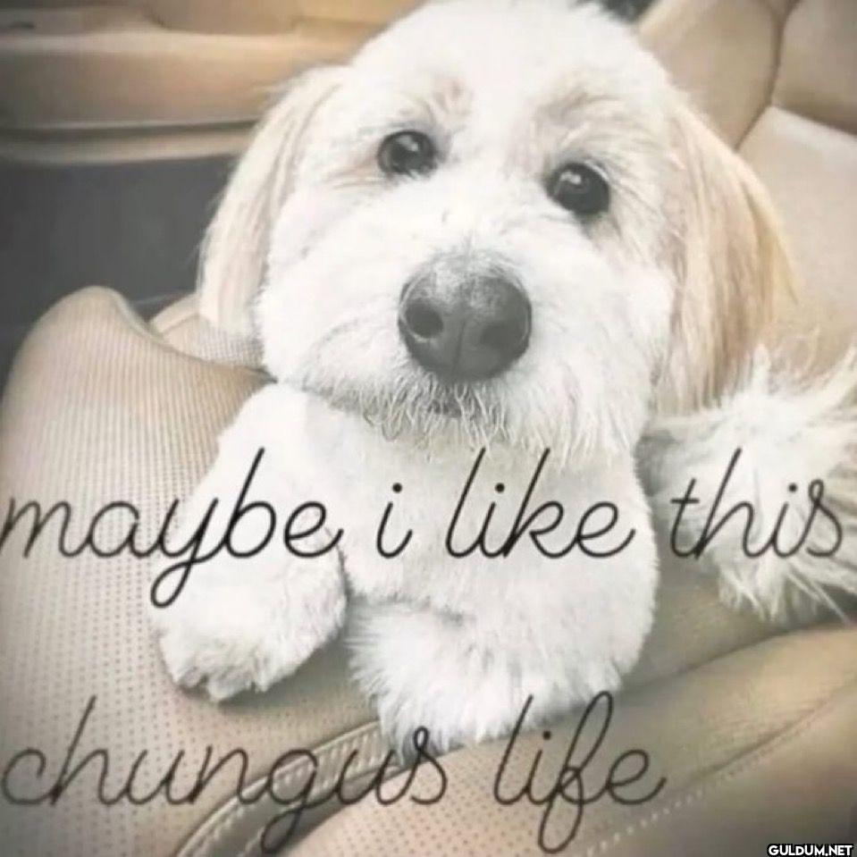 maybe i this chungus life