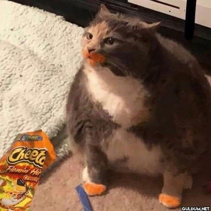 I wonder who ate the...