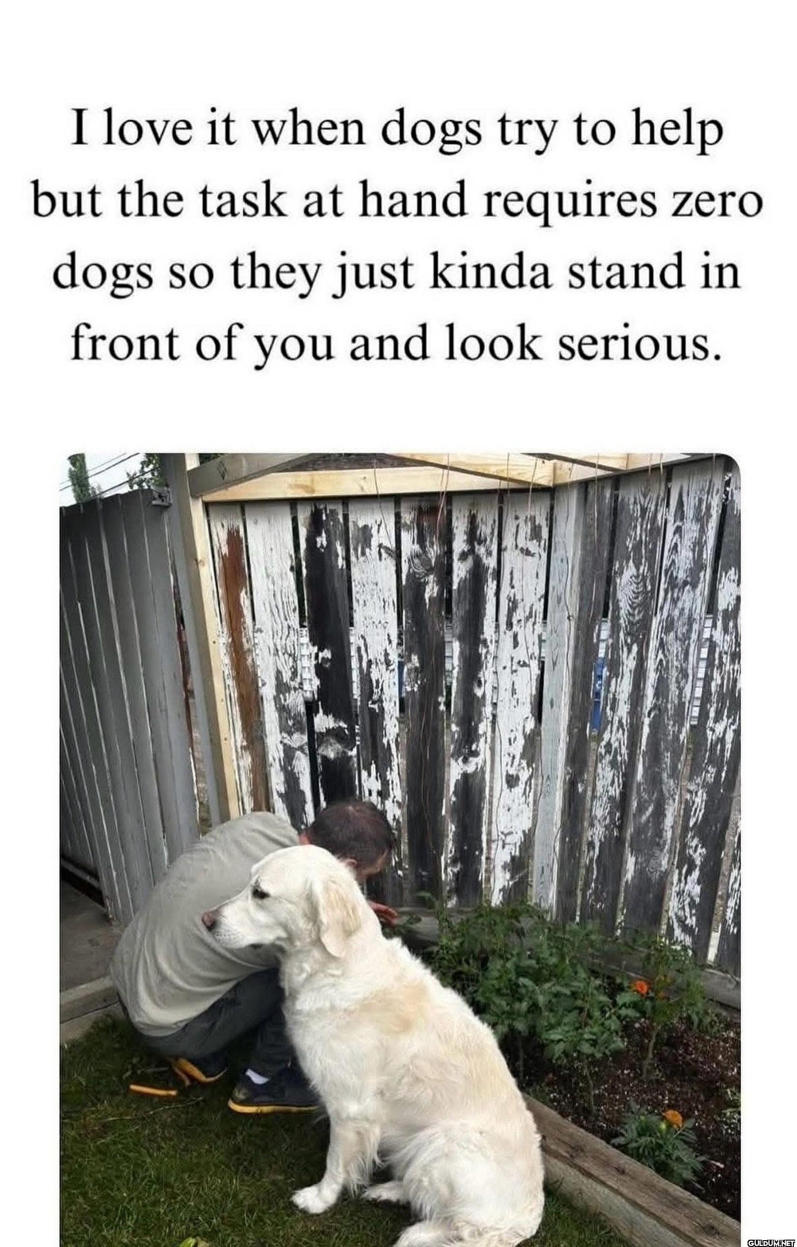 I love it when dogs try to...