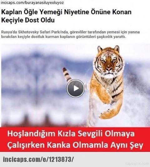 Kaplan öğle yemeği...