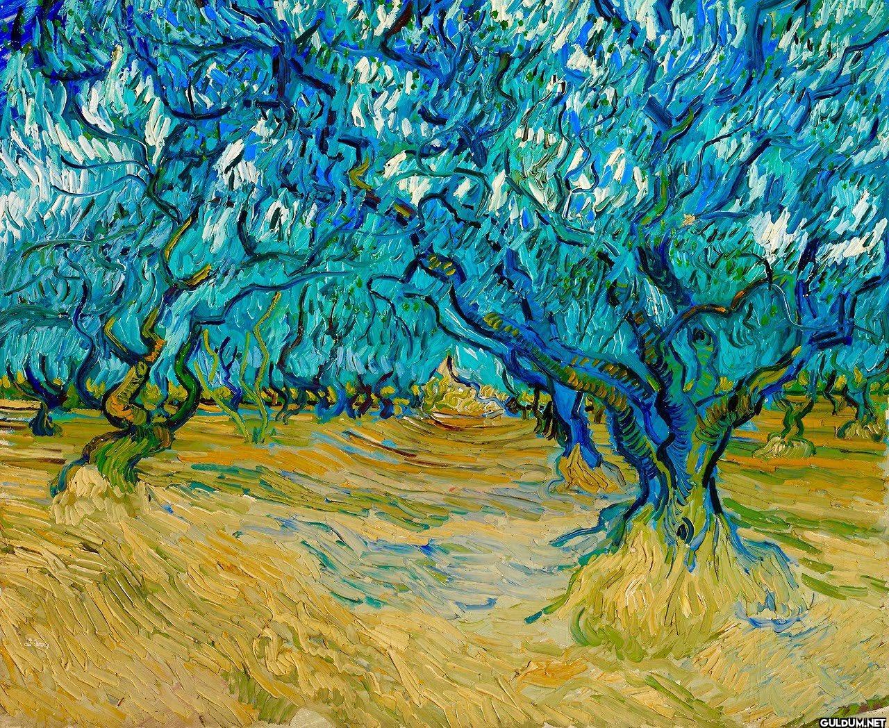 Vincent van Gogh, “Zeytin...
