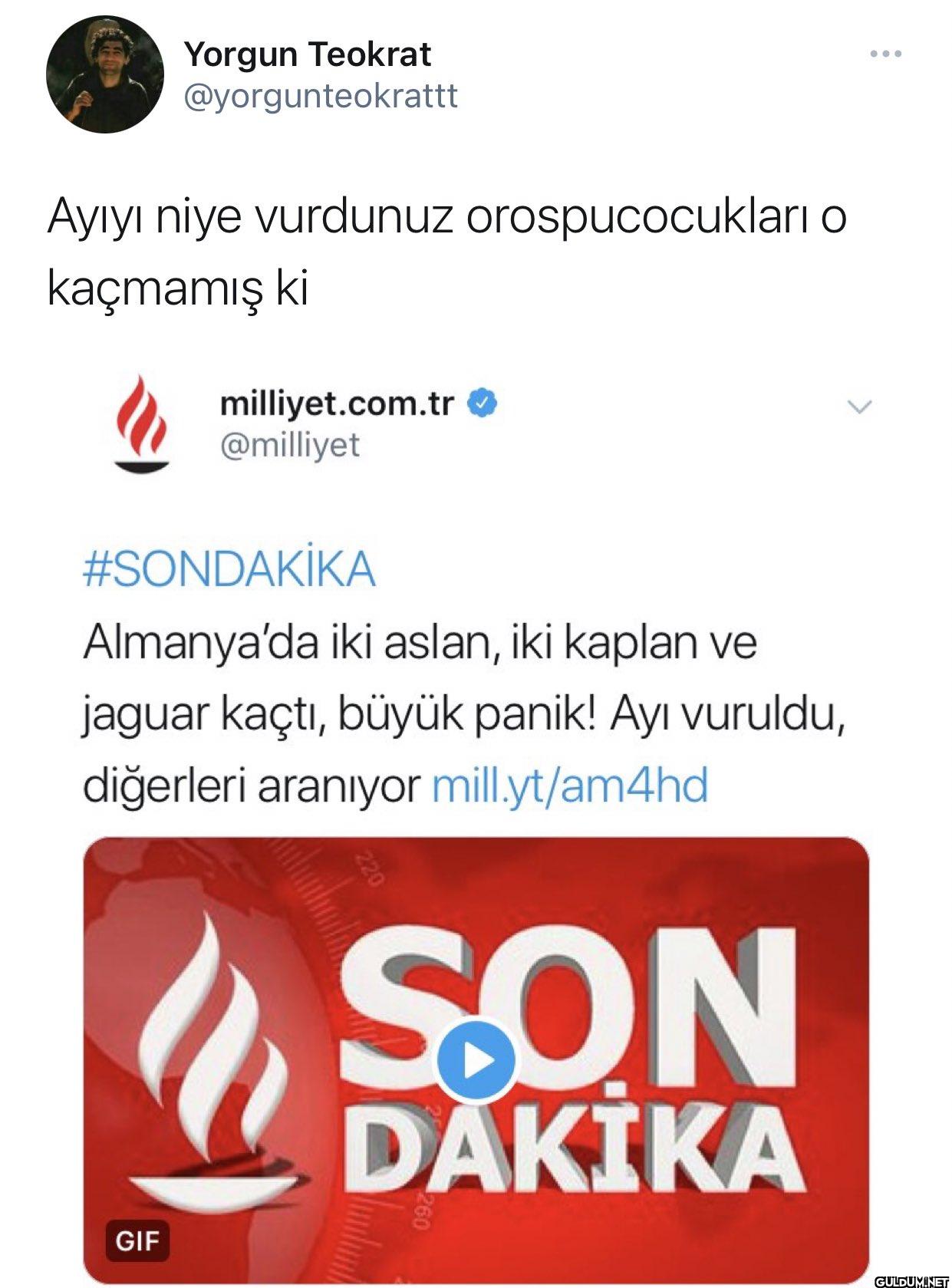 Ayıyı niye vurdunuz...