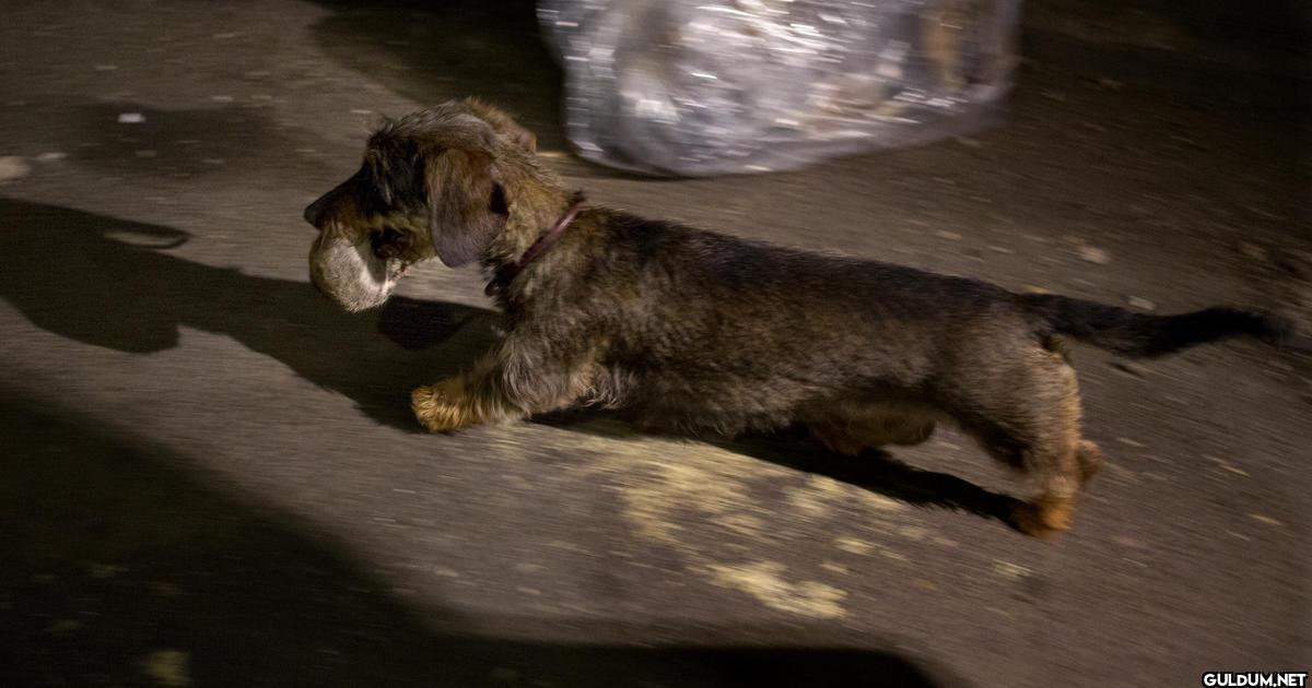 köpek fare avlamaz...