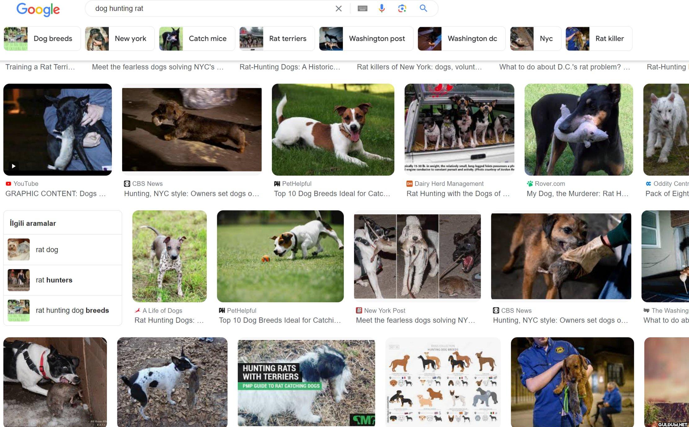 köpek fare avlamaz...