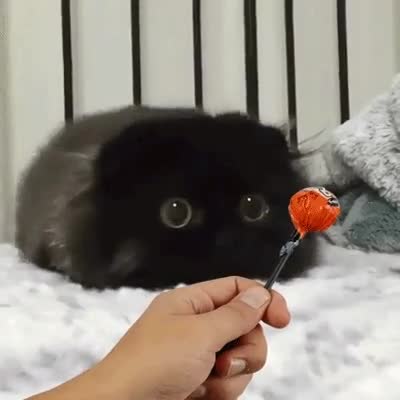 kedi vs rocco