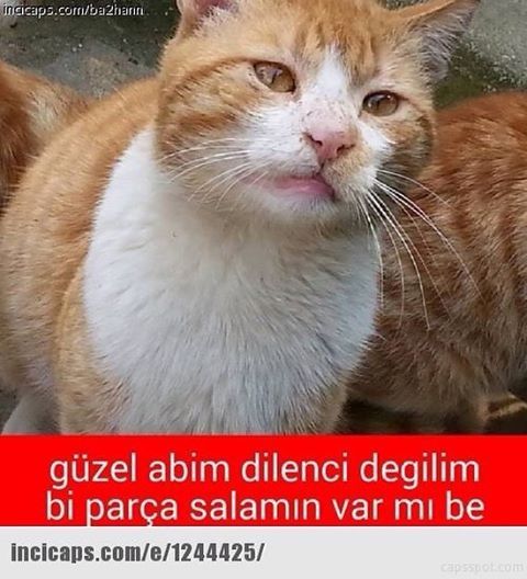 Güzel abim dilenci...